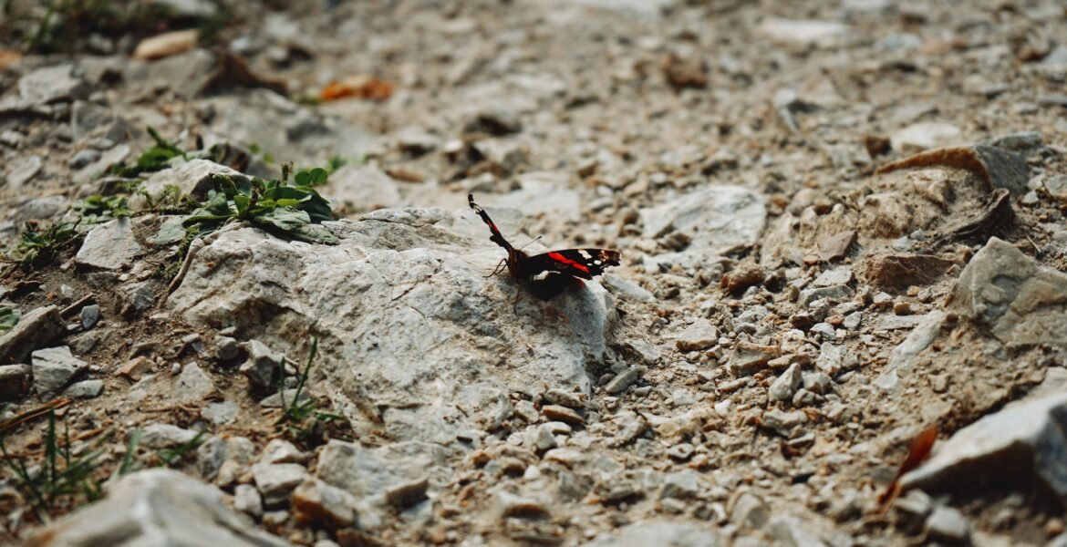 butterfly on stone ground 2023 11 27 05 06 22 utc 1